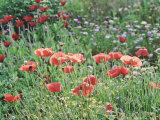 Papaver Rhoeas (Field Poppy)  Red Flower & Buds with Sunlight  September
