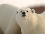 Polar Bears  Churchill  Northern Manitoba
