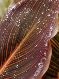 Indian Shot Plant