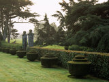 Yew Topiary  Misty View Across Italiante Garden Tapeley Park  Devon  Late Summer