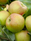 Close-up of Apple  (Court of Wick)