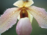 Paphiopedilum Delophyllum (Slipper Orchid)