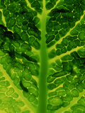 Extreme Close-up of Brassica  Savoy Cabbage  November