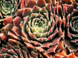 Sempervivum Sosnowskyi "Spherette"