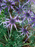 Eryngium Bourgatii  Graham Stuart Thomas Selection  Blue Flower Heads  Showing Green Foliage