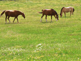 Three Horses in Field of Buttercups & Cow Parsley