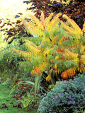 Rhus Typhina "Dissecta " Growing in Border Turning Orange  October