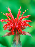 Monarda "Cambridge Scarlet" (Bee Balm)  Close-up of Red Flower