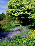 Acer Platanoides 