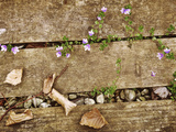Veronica Persica (Persian Speedwell) Growing Through Decking