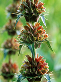 Morina Longifolia  Close-up of Flower Head