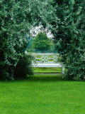 Pyrus Salicifolia Pendula Formed into an Arch  with White Bench as Focal Point on Lawn