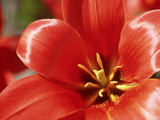 Tulipa Greigii "Oratorio" Close-up Showing Inside of Red Flower