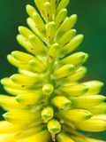Kniphofia Seedling (Red Hot Poker)