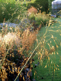 Giant Feather Grass
