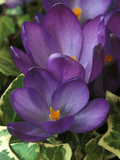 Crocus Tommasinianus (Ruby Giant)  Spring-Flowering Corm  Purple Flowers with Orange Stigmas  March