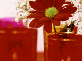 Single Red Crysanthemum in Glass Vase Surrounded by Ornamental Tea Lights