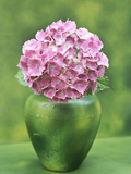 Hydrangea Macrophylla  Single Flower Arrangement in a Green Vase