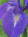 Iris Latifolia