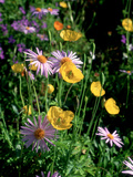 Yellow Meconopis Cambirica (Welsh Poppy) and Mauve Bellis Perennis (Daisy)