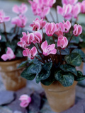 Mini Cyclamen in Terracotta Pots November