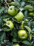 Apple "Bramley" on the Tree