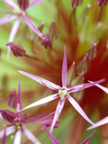 Allium Christophii  Ornamental Allium