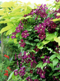 Italian Clematis with Golden Leaved Catalpa