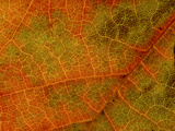 Grape Vine Leaf (Extreme Close-up of Vein & Leaf Detail)