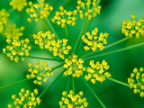Foeniculum Vulgare (Fennel)  Close-up Flower Head