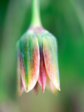 Allium Nectaroscordum  Extreme Close-up of Individual Flower