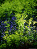 Smyrnium Perfoliatum (Perfoliate Anexanders)  Euphorbia (Spurge) and Myosotis (Forget Me Not)
