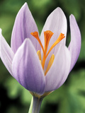 Crocus Robertianus