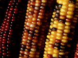 African Corn (Zeas) Close-up of Bead-Like Segments