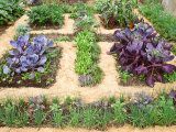 Winter Potager