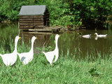 Three White Geese Ornaments in Long Grass Near Pond  Mallard Ducks in Background