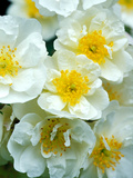 Rosa "Rambling Rector " Close-up of White Flowers