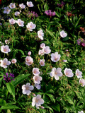 Geranium 
