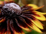 Rudbeckia Hirta (Black Eyed Susan) 