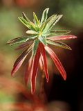Euphorbia Polychroma  Close-up of Plant