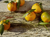 Clementine Fruits & Leaves (Citrus Reticulata "Clementine")
