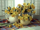 Spring Flower Arrangement of Narcissus in Jugs  Checked Cloth