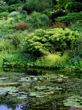 Scree Garden Leading Down to Pond  Shrubs and Conifers  Colourful Perennials and Grass