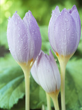 Crocus Kotschyanus (Reliance)