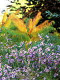 Asters (Purple) Growing in a Clump  October