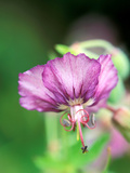Geranium Langthorne's Blue  in Flower