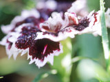 Carnation