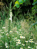White Foxglove  Ox-Eye Daisy and Grasses