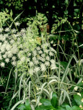 White Flowers of Ammi Majus (Bishops Flower) and Phalaris Arundinacea Picta