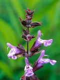 Salvia Officinalis "Purpurascens " Close-up of Purple Flower Head